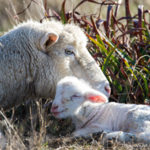 Mama & Baby Sheep