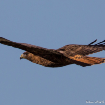 Red-Tailed Hawk-1