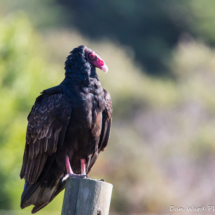 Turkey Vulture-2