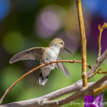 Costas Hummingbird-01