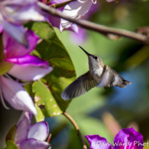 Costas Hummingbird-02