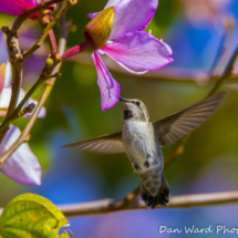 Costas Hummingbird-05