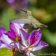 Costas Hummingbird-09