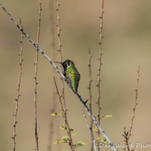 Costas Hummingbird-1