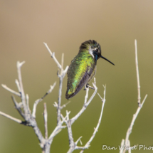 Costas Hummingbird-2