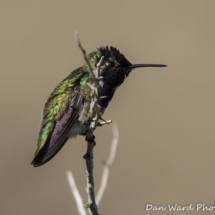 Costas Hummingbird-3