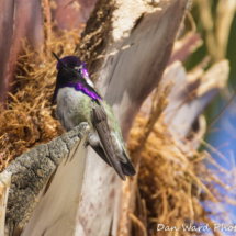 Costas Hummingbird-5