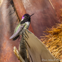 Costas Hummingbird-6