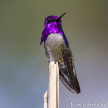 Costas Hummingbird-8