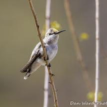 Costas Hummingbird-Female-1