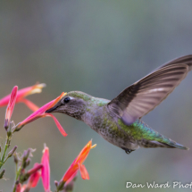 Costas Hummingbird-Female-2
