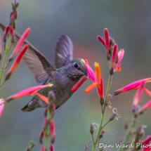 Costas Hummingbird-Female-3