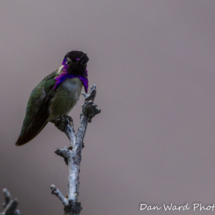 Costas Hummingbird-Male-6