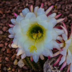 Cactus Flower-1