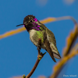 Costas Hummingbird-Male-1