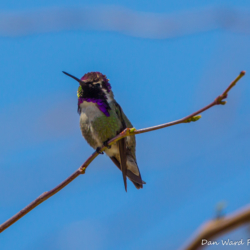 Costas Hummingbird-Male-8