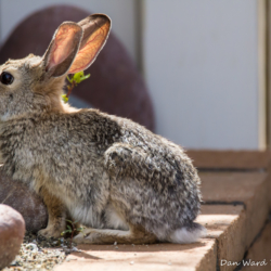 Desert Cottontail-1