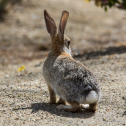 Desert Cottontail-2