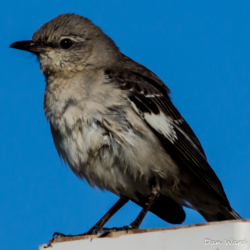 Desert Mockingbird-6