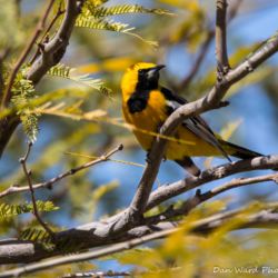 Hooded Oriole-Adult Male-1