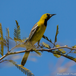Hooded Oriole-Inmature Male-1