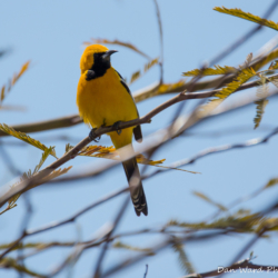 Hooded Oriole-Mail-4