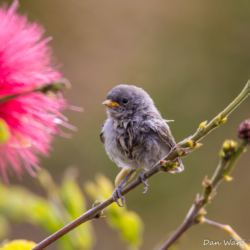 House Sparrow-Fledgling-1