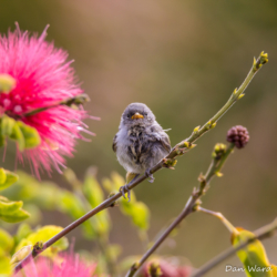 House Sparrow-Fledgling-2