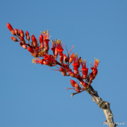 Ocotillo Bloom-3