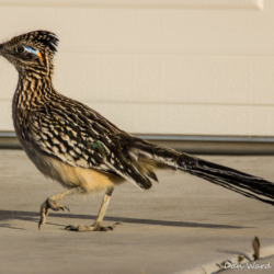 Roadrunner-1