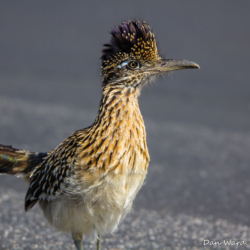 Roadrunner-4