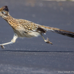 Roadrunner Running-1