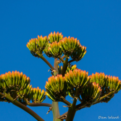 Agave Bloom-01