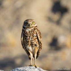 Burrowing Owl-01