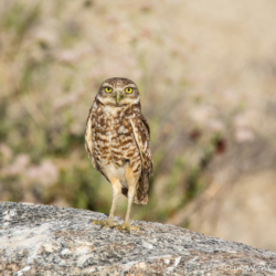 Burrowing Owl-02