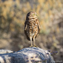 Burrowing Owl-03