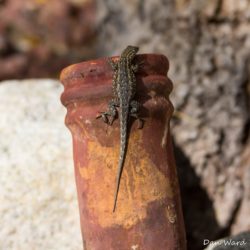 Common Side-blotched Lizard-01