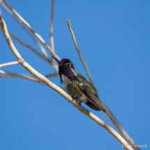 Costas Hummingbird-10