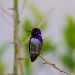 Costas Hummingbird-10