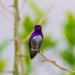 Costas Hummingbird-11