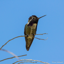 Costas Hummingbird-12