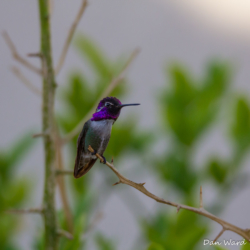 Costas Hummingbird-12