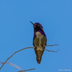 Costas Hummingbird-13