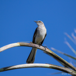 Desert Mockingbird-01