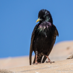 European Starling-004