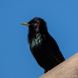 European Starling-04