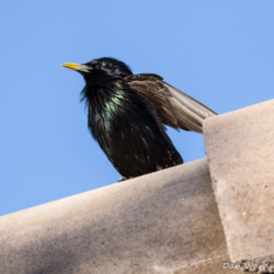 European Starling-05