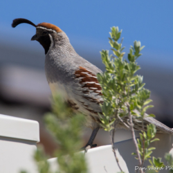 Gambel's Quail-1