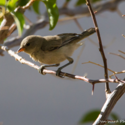 Gray Flycatcher-02