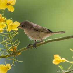 Gray Flycatcher-03